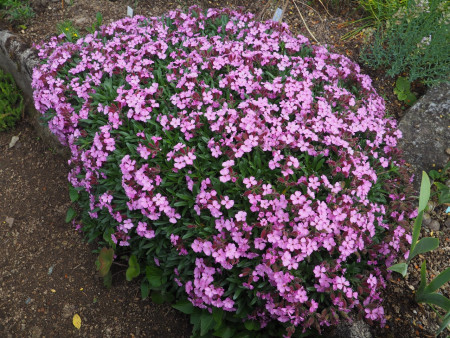 Saponaria ´Rosenteppich´